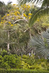 Palm Cottage - Yellow Tabebuia Tree